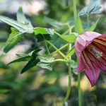 Go to this species on the OneZoom tree of life