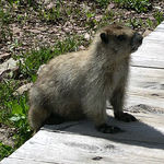 Image of Marmota caligata