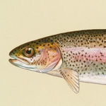 Image of Oncorhynchus mykiss