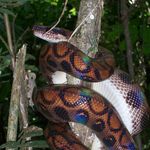 Go to this species on the OneZoom tree of life