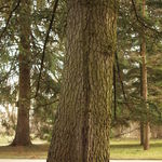 Go to this species on the OneZoom tree of life
