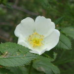 Image of Rosa canina