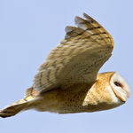 Image of Tyto alba