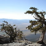 Go to this species on the OneZoom tree of life