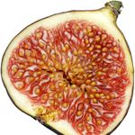 Go to this species on the OneZoom tree of life
