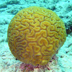 Hard corals