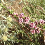 Image of Cuscuta europaea