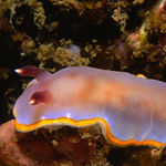 Image of Felimida purpurea