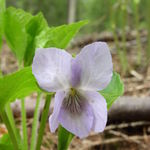 Image of Viola mirabilis