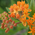 Image of Asclepias tuberosa