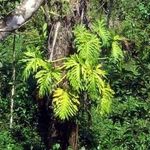 Image of Philodendron bipinnatifidum