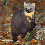 Go to this species on the OneZoom tree of life