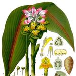 Go to this species on the OneZoom tree of life