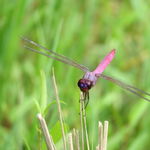 Image of Orthemis ferruginea