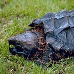 Image of Macrochelys temminckii