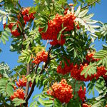 Image of Sorbus aucuparia