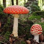 Image of Amanita muscaria