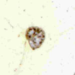 Go to this species on the OneZoom tree of life