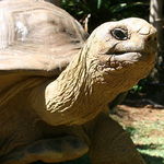 Image of Aldabrachelys gigantea