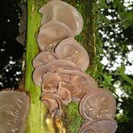 Image of Auricularia auricula-judae