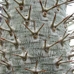 Image of Pachypodium lamerei