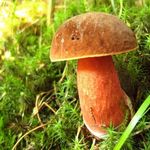 Image of Boletus luridiformis