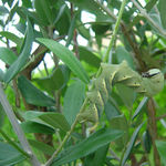 Go to this species on the OneZoom tree of life