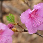 Image of Rhododendron mucronulatum