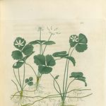 Image of Coptis trifolia