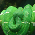 Go to this species on the OneZoom tree of life