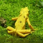 Golden arrow poison frog