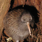 Northern brown kiwi