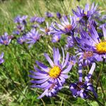 Image of Aster amellus
