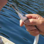 Image of Belone belone