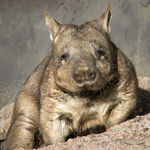 Go to this species on the OneZoom tree of life