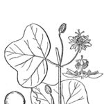 Go to this species on the OneZoom tree of life