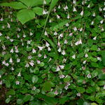 Image of Linnaea borealis