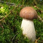 Image of Leccinum scabrum