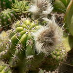 Image of Echinopsis candicans