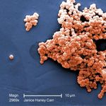 Image of Streptococcus agalactiae ATCC 13813