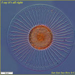 Go to this species on the OneZoom tree of life