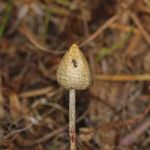 Image of Psilocybe semilanceata