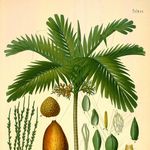 Go to this species on the OneZoom tree of life