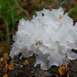 Image of Tremella fuciformis