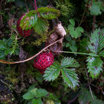 Image of Fragaria nubicola