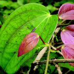 Image of Dioscorea oppositifolia