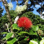 Go to this species on the OneZoom tree of life