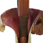 Go to this species on the OneZoom tree of life