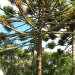 Image of Araucaria angustifolia