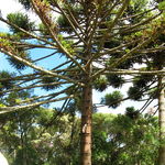 Go to this species on the OneZoom tree of life